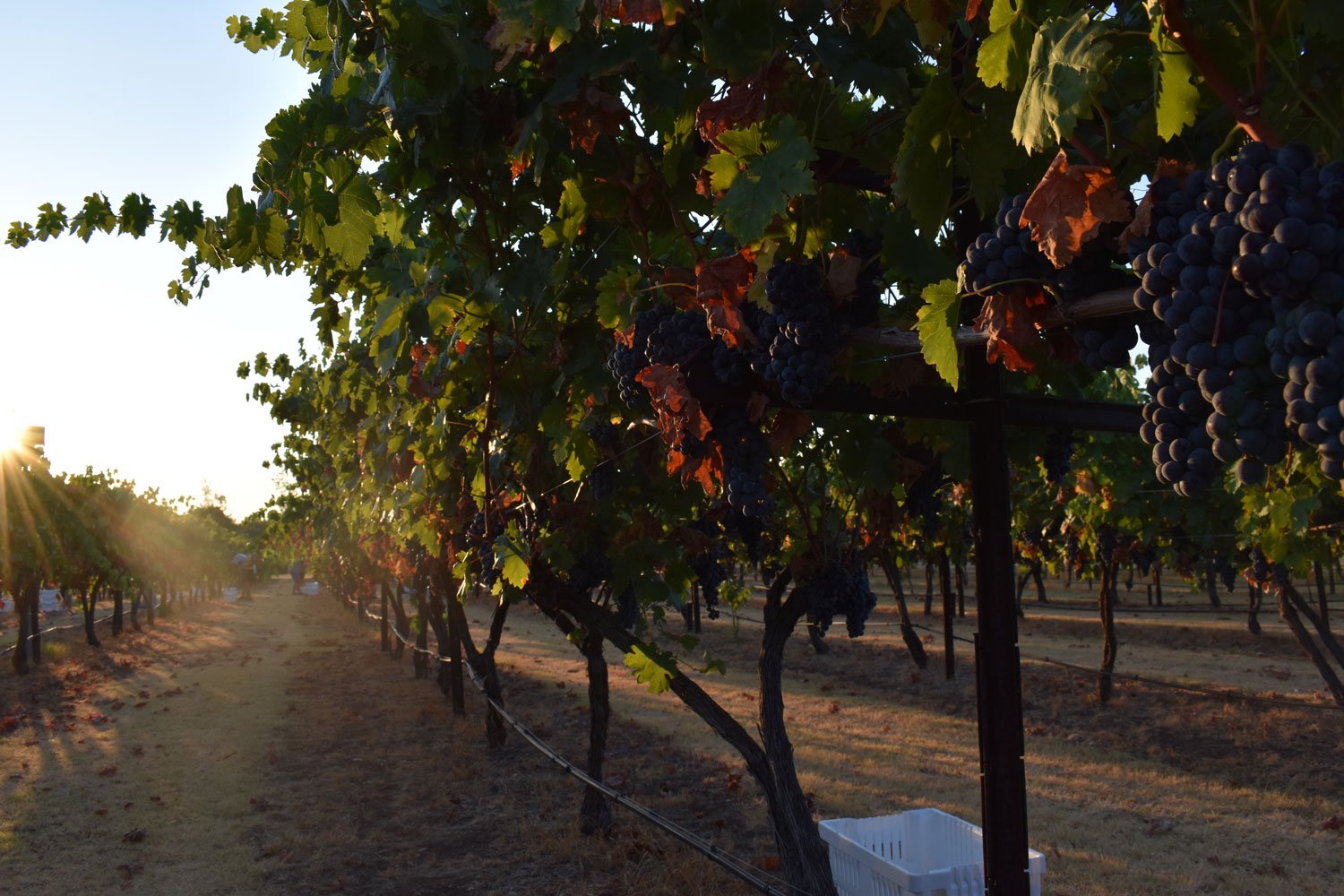 Celina Eden Hill Vineyards and Winery Celina, TX Dallas, Tx